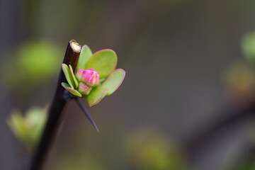 The ornamental shrub Berberis thunbergii begins to sprout. Known as Japanese barberry, Thunberg's barberry  or red barberry. Detail of the bud.