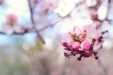 background of spring cherry blossoms tree. selective focus