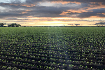 Sun rays over crops