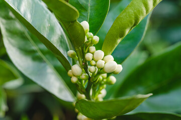 Branch of orange tree with flower buds close up, beautiful Spring season