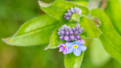 Budding Forget Me Not