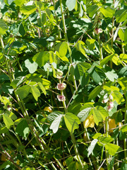Amicia zygomeris | Yoke-leaved amicia, exotic plant with ornamental foliage, four theart-shaped leaflets and purple-veined stipules, producing pea-like purple and yellow flowers in short racemes