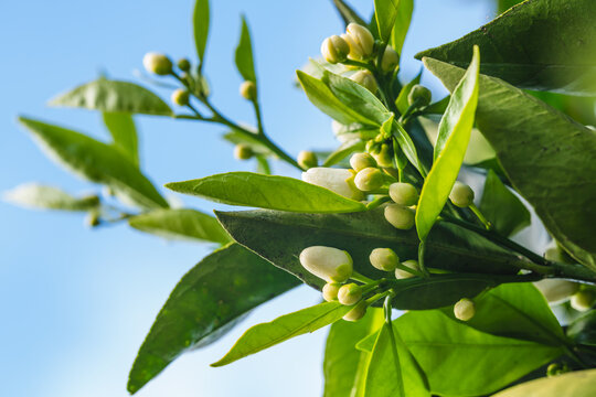 Branch of orange tree with flower buds close up, and clear blue sky on background. Beautiful Spring season