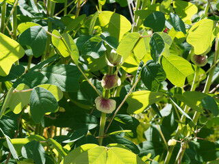 Amicia zygomeris | Yoke-leaved amicia, exotic plant with ornamental foliage, four theart-shaped leaflets and purple-veined stipules, producing pea-like purple and yellow flowers in short racemes