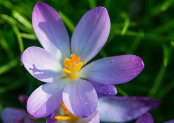 Fototapeta premium Crocus Opening