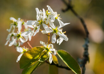 Amelanchier Tree Blossom