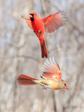 Northern Cardinal family flying, Quebec, Canada