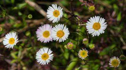 Fototapeta premium Erigeron