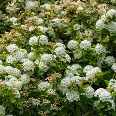 Blooming Spiraea