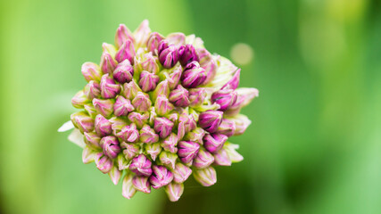 Budding Allium