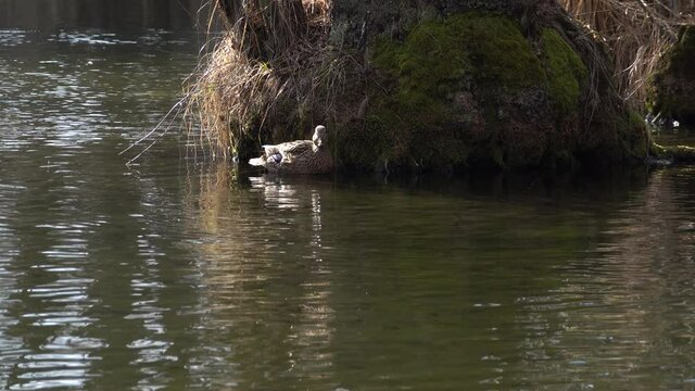 ŁABĘDZIE NIEME. CYGNUS OLOR