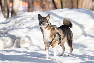 cute red with white dog mongrel on a winter background.