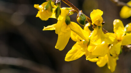 Fototapeta premium Forsythia Flowers