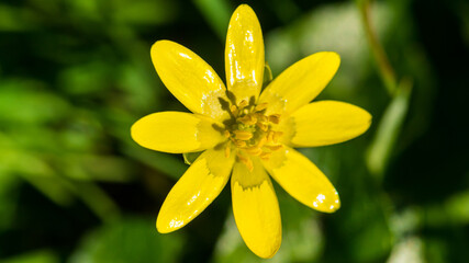 Lesser Celandine
