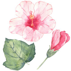 Watercolor set of hibicus flower