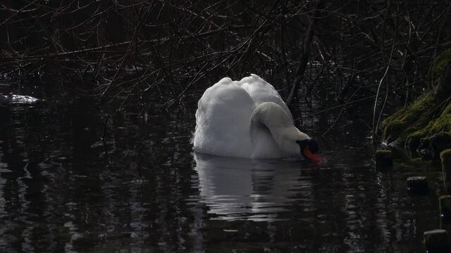 ŁABĘDZIE NIEME. CYGNUS OLOR
