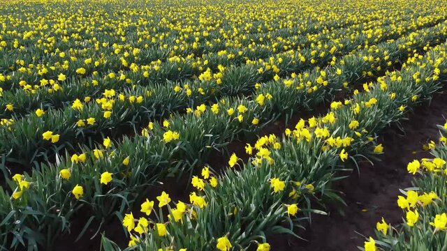 Drone flying low over rows of colorful daffodil flowers on a farm
