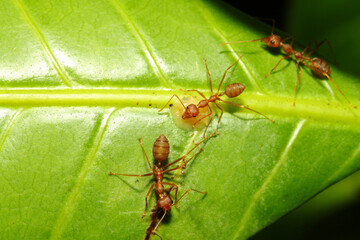 Close up red ant on green leaf in nature
