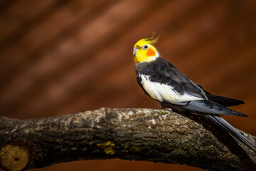View of grey-yellow female budgie cockatiel parrot on the tree branch