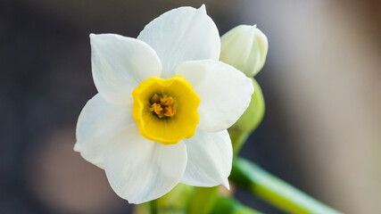 Fototapeta na wymiar Avalanche Bloom