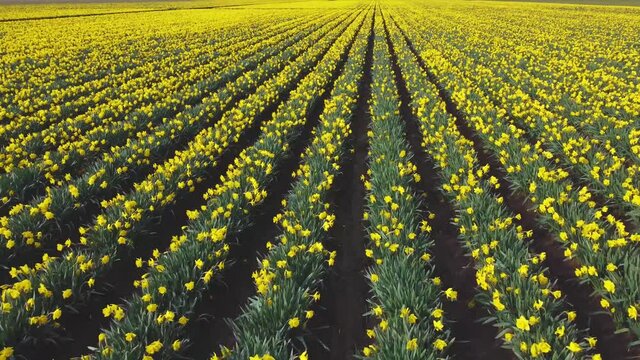 Vast rows of vibrant yellow daffodil flowers in full bloom during the Spring season on a farm