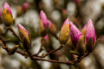 magnolia flower © Kurt