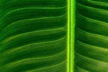 A texture of artificial green plant, background
