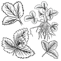 Isolated leaves strawberry hand drawn.   Flower,branches and leaves on white background. Vector, line  illustration. Print for fabric, packaging, label, poster, print. Sketch collection. Doodle. 