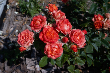 red and beige roses at the garden in a cortyard