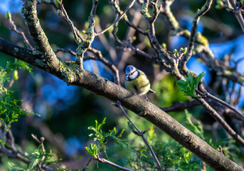 Blue tit bird (Cyanistes caeruleus) on tree branch with new Spring growth looks down. Garden in...