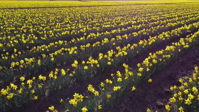 Drone flying over colorful yellow daffodil flowers