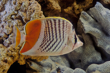 Pearlscale butterflyfish
