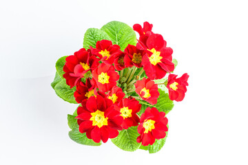 Close up of vivid red Primrose flowers in full bloom in a garden pot near a white wall in a sunny summer day, beautiful outdoor floral background photographed with soft focus.