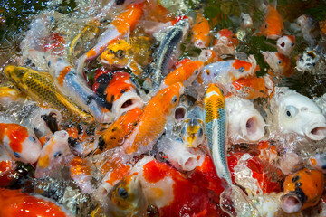 Obraz na płótnie Canvas Koi fish