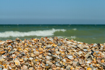 Fototapeta na wymiar Heap of seashells close-up on the seashore on a summer sunny day. Calm sea beach.