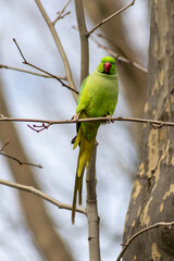 Ring-necked parakeets breeding in a breeding burrow in a tree sitting on a branch in spring to lay eggs for little fledglings with green feathers and a red beak as exotic parrots Psittacula krameri