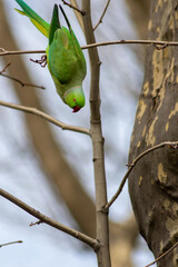Ring-necked parakeets breeding in a breeding burrow in a tree sitting on a branch in spring to lay eggs for little fledglings with green feathers and a red beak as exotic parrots Psittacula krameri