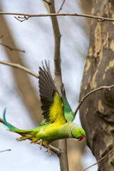 Flying ring-necked parakeets (Psittacula krameri) breeding in a breeding burrow in a tree sitting on a branch in spring to lay eggs for little fledglings with green feathers and a red beak