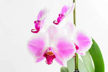 Obraz na płótnie Canvas Close up vivid pink Phalaenopsis orchid flowers in full bloom in a garden pot near a white wall in a sunny summer day, beautiful outdoor floral background photographed with soft focus.