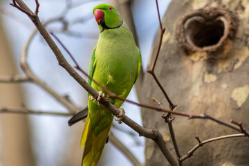 Ring-necked parakeet Psittacula krameri breeding in a breeding burrow in a tree at his nesting hole in spring to lay eggs for little fledglings with green feathers and a red beak as exotic birds