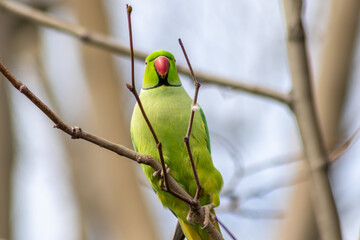 Ring-necked parakeets breeding in a breeding burrow in a tree sitting on a branch in spring to lay eggs for little fledglings with green feathers and a red beak as exotic parrots Psittacula krameri