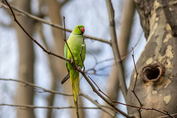 Ring-necked parakeets breeding in a breeding burrow in a tree sitting on a branch in spring to lay eggs for little fledglings with green feathers and a red beak as exotic parrots Psittacula krameri