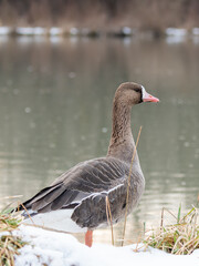 Greater white-fronted goose