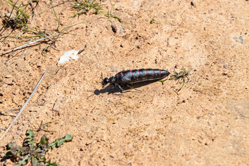 Cargo ship loading. Logistics and transportation with working crane bridge in harbor, logistic import export background and transport industry, Freight Transportation, Shipping, Nautical Vessel
