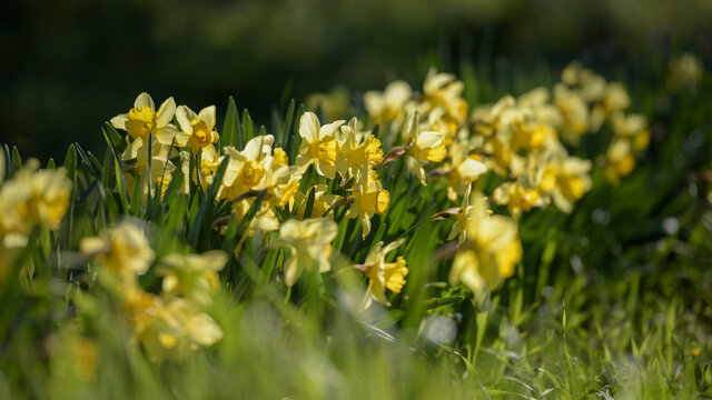 Close-up photograph of a group of wild yellow daffodils. Photo with horizontal cut and background blur