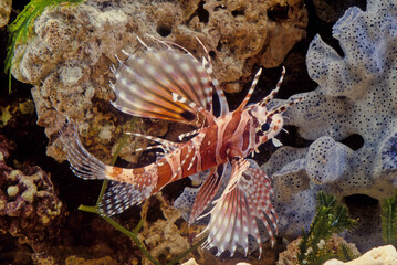 Naklejka na ściany i meble Dendrochirus zebra, known commonly as the zebra turkeyfish or zebra lionfish among other vernacular names, is a species of marine fish in the family Scorpaenidae.