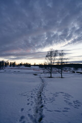 A beautiful evening in the winter forest. The snow is melting and it is spring.  Shot at Bogstad, Oslo, Norway. 