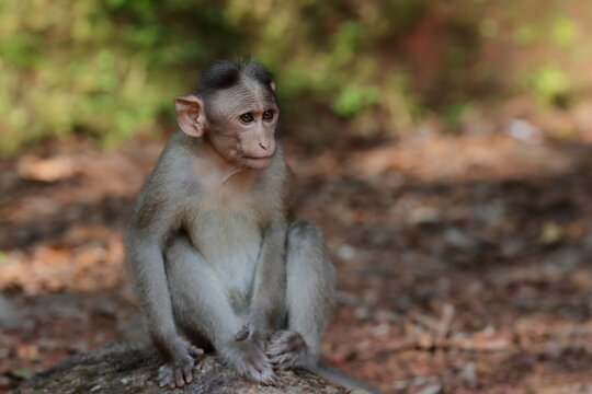 A Bonnet Macaque Monkey