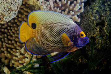 Pomacanthus xanthometopon is a marine ray-finned fish, a marine angelfish belonging to the family Pomacanthidae found in shallow parts of the Indo-Pacific. It is commonly known as the blueface angelfi