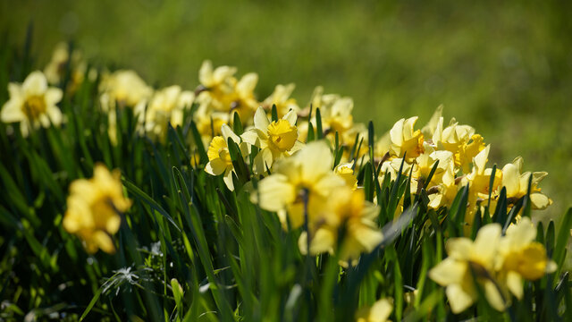 Close-up photograph of a group of wild yellow daffodils. Photo with horizontal cut and background blur